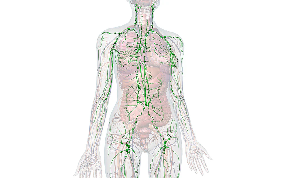 Stimulating the Lymphatic System