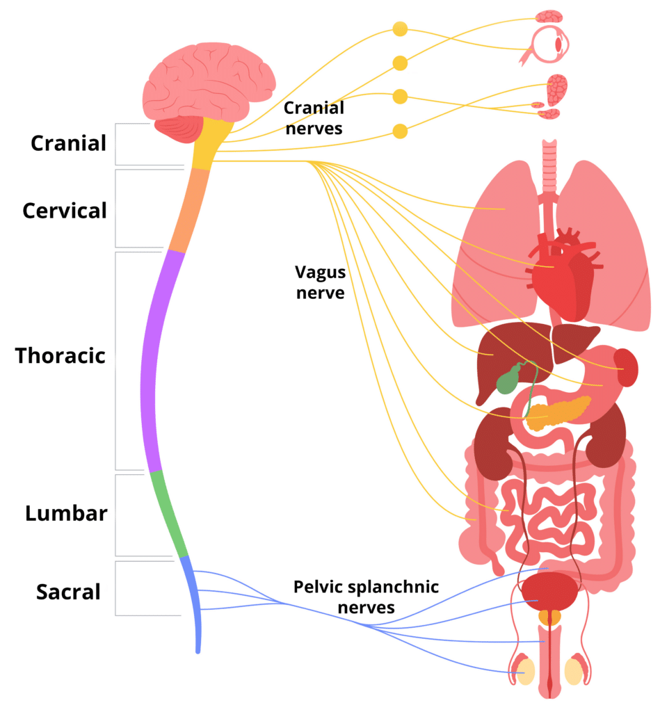Structure of the Parasympathetic System
